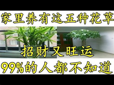 家裡可以種榕樹嗎|榕樹可以種家裡嗎？